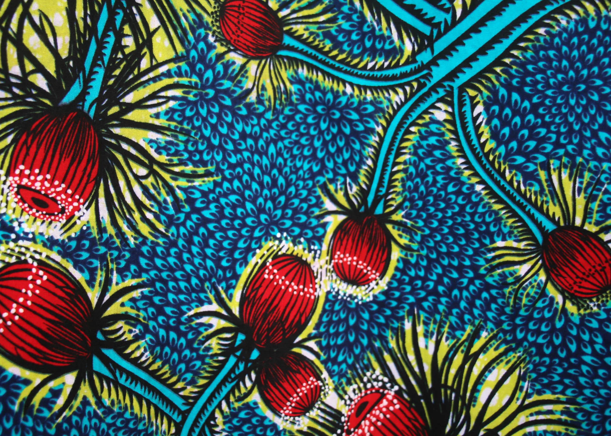 Mimosa - Image 3