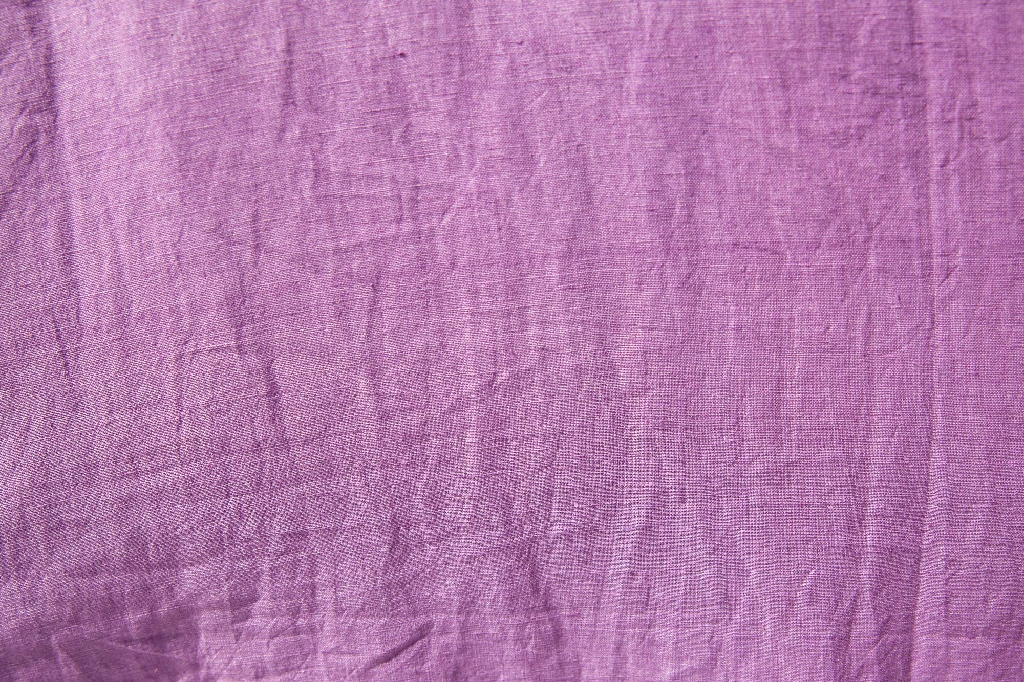 Taro - Image 4